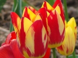Tulipanowy Wdzik