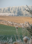 Barlinek -zimowe pola w okolicy