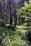 W Kobirskim lesie.
