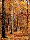 Jesienny las na osiedlu Modzawy