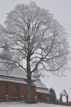 zimowe drzewo, a w tle cerkiew Mochnaczka N.