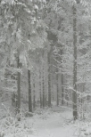 zima w lesie grudzien 2011