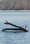 Jezioro Wysokie Brodno. Drzewny potwr