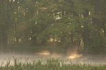 w dukielskim parku - mglisty poranek
