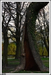 Russw - jedno z ciekwszych starych drzew zabytkowego parku przy dworku Marii Dbrowskiej,