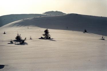 Kiczyk Bukowski (1251 n.p.m.) - tu pod szczytem. Bieszczady