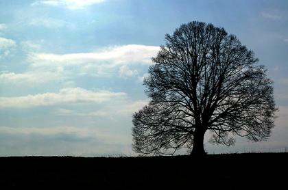 Beniowska lipa - bez wtpienia najsynniejsze i najpikniejsze drzewo w Bieszczadach