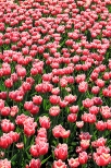 Chrzypsko Wielkie - Midzynarodowe Targi Tulipanw 2012, kwiatowy dywan