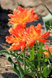 Chrzypsko Wielkie - Midzynarodowe Targi Tulipanw 2012, odmiana Monte Orange