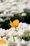 Chrzypsko Wielkie - Midzynarodowe Targi Tulipanw 2012, zabkany kwiat