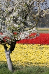 Chrzypsko Wielkie - Midzynarodowe Targi Tulipanw 2012, pole tulipanw