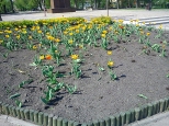 Klomb tulipanw w Kielcach.Przetrzebiony przez okolicznych mieszkacw.