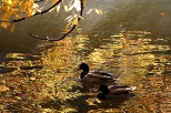 Gdask - kaczki w Parku Oruskim