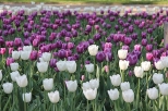 tulipany z azienek