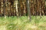 lasy w okolicach Barlinka