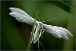 Pirolotka doniasta,picolotek pipir ale najpiekniejsza nazwa tego motyla brzmi pirolotek nieynka.