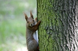 Grudziądz - parkowa wiewiórka