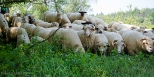 Owce w Beskidzie Niskim