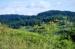 Zielone Wzgórza nad Soliną