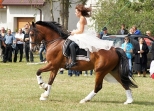 v Powiatowa wystawa koni zimnokrwistych Tuczna 2012