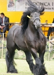 v Powiatowa wystawa koni zimnokrwistych Tuczna 2012