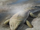 Oto Tetrapod-niedawno odnaleziony w wykopaliskach