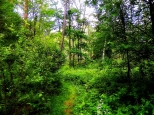 Las w okolicach Carskiego Traktu