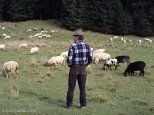 Owce w Dolinie Kościeliskiej