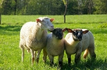 Beskidzkie owce