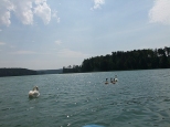 Łabędzia rodzinka na jeziorze Zbiczno.