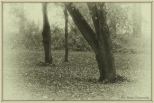 Jesienny park w Wgrowie