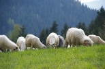 Gorczaskie owce