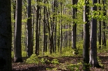 Lasy w górnych partial Beskidu Niskiego