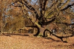 Drzewo pomnik przyrody (jeden  z wielu) w parku
