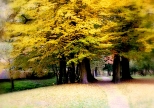 Barwy jesieni - park w Barlinku