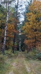 las i jesień