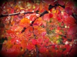 zanurzać, zanurzać się w ogrody rudej jesieni...