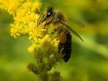 pszczoa w ogrodzie