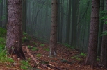 Mgliste lasy Rudaw Janowickich