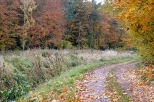 Barwy jesieni -  w Puszczy Barlineckiej