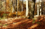 Barwy jesieni -  w Puszczy Barlineckiej