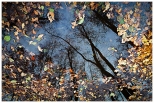 Obraz jesieni