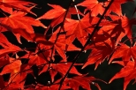 kolory jesieni w arboretum