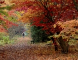 kolory jesieni w arboretum