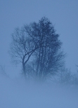 mróz,śnieg i mgła