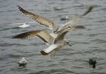 ptaki na Jeziorze Barlineckim
