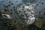 Ptaki na  zimowym  Jeziorze  Barlineckiem