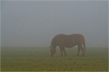 W jesiennej mgle na Suwalszczynie.