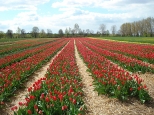 Kwitnce pola tulipanw