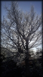 w drodze na Kalenic 964 m.n.p.m- lodowe drzewo
